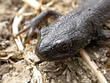 Great crested newt female - A